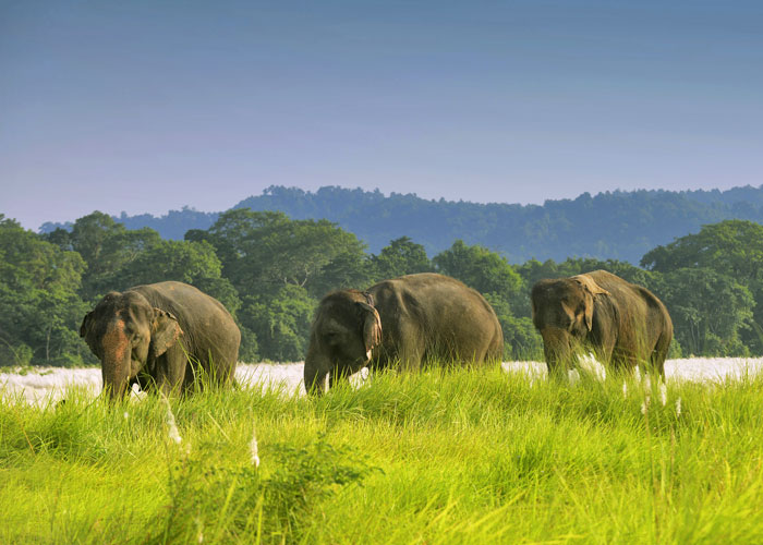 London travel agent for wildlife tours in India
